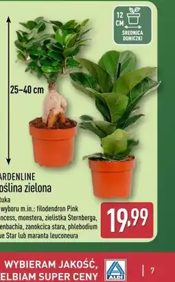 ALDI GARDENLINE Roślina zielona oferta