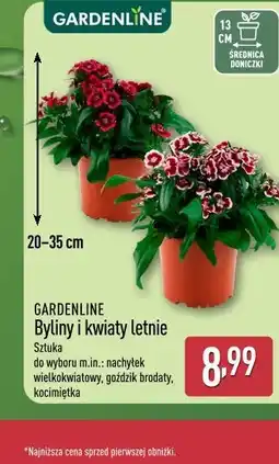 ALDI GARDENLINE Byliny i kwiaty letnie oferta