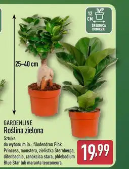 ALDI Roślina doniczkowa Gardenline oferta
