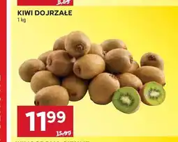 Stokrotka Kiwi dojrzałe oferta