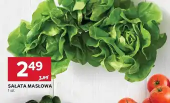 Stokrotka Sałata masłowa oferta