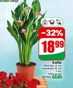 Dino Kalia oferta