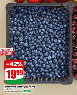 Dino Borówka amerykańska Polski oferta