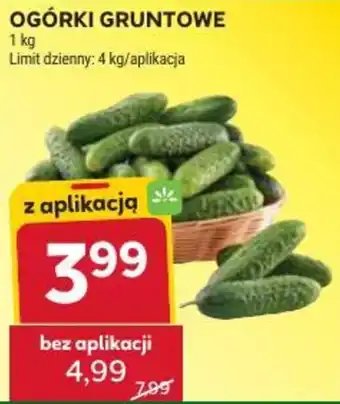 Stokrotka Market Ogórki Gruntowe oferta
