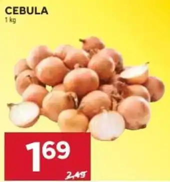 Stokrotka Market Cebula oferta