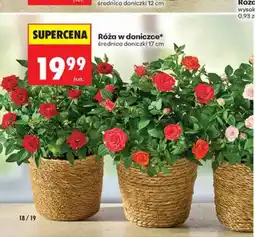 Biedronka Róża w doniczce oferta