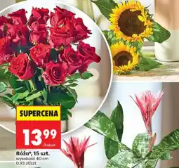 Biedronka Róża* oferta