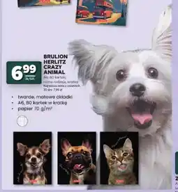 Stokrotka Brulion Herlitz Crazy Animal A6 80 kartek oferta