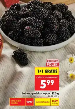 Biedronka Jeżyna polska oferta