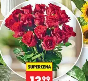 Biedronka Róża, 15 szt oferta