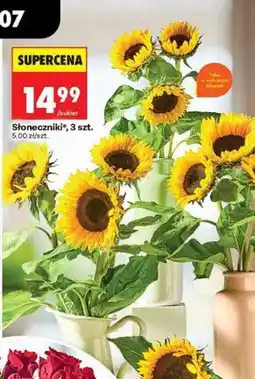 Biedronka Słoneczniki, 3 szt oferta