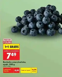 Biedronka Borówka amerykańska Polski oferta