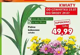 Kaufland Palma kokosowa oferta