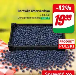 Dino Borówka amerykańska polska oferta