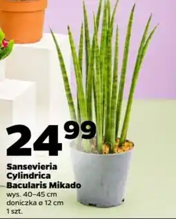 Netto Sansevieria Cylindrica Bacularis Mikado oferta