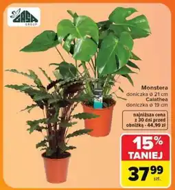 Carrefour Monstera oferta