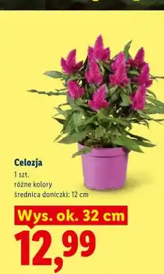 Lidl Celozja wys. ok. 32 cm oferta