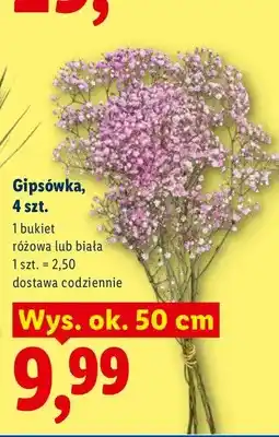 Lidl Gipsówka biała 4-pak wys. ok. 50 cm oferta