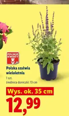 Lidl Szałwia wieloletnia polska wys. ok. 35 cm oferta