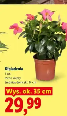 Lidl Dipladenia wys. ok. 35 cm oferta