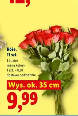 Lidl Róże 11-pak wys. ok. 35 cm oferta