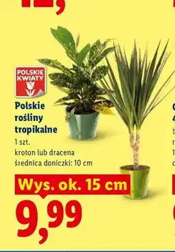Lidl Roślina tropikalna Kroton polska wys. ok. 15 cm oferta