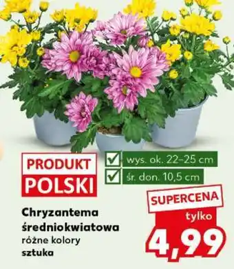 Kaufland Chryzantema średniokwiatowa oferta