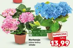 Kaufland Hortensja oferta