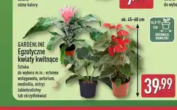 ALDI Egzotyczne kwiaty kwitnące Gardenline oferta