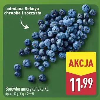 ALDI Borówka amerykańska XL oferta
