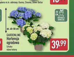 ALDI Hortensja ogrodowa Gardenline oferta