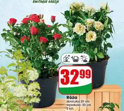 Dino Róża oferta