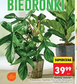 Biedronka Rośliny zielone (Philodendron, Calathea, Ficus Lyrata, Bananowiec) oferta