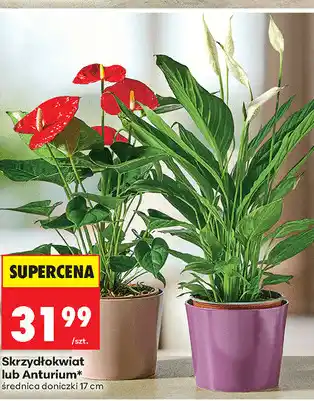 Biedronka Skrzydłokwiat lub Anturium oferta