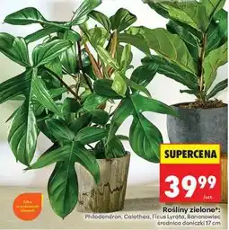 Biedronka Rośliny zielone oferta