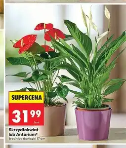 Biedronka Anturium średnica doniczki 17 cm oferta