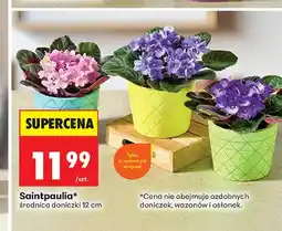 Biedronka Saintpaulia średnica doniczki 12 cm oferta