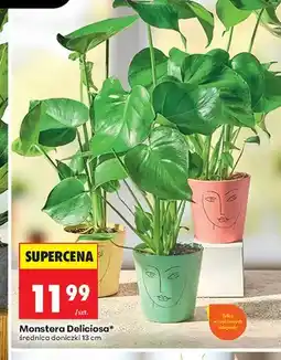 Biedronka Monstera Deliciosa średnica doniczki 13 cm oferta