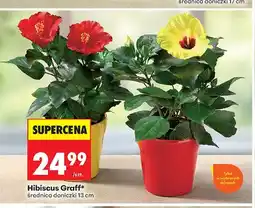 Biedronka Hibiscus Graff średnica doniczki 13 cm oferta