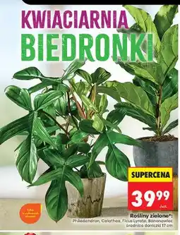 Biedronka Roślina zielona Philodendron średnica doniczki 17 cm oferta