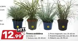 Bricomarche Trawa ozdobna oferta