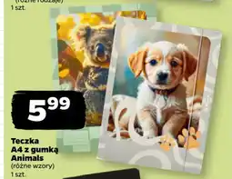 Netto Teczka A4 z gumką Animals oferta