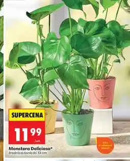 Biedronka Monstera oferta