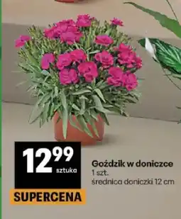 Delikatesy Centrum Goździk w doniczce oferta