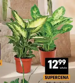 Delikatesy Centrum Difenbachia mix oferta