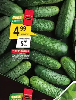 Arhelan Ogórek gruntowy polski oferta