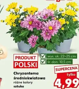 Kaufland Chryzantema średniokwiatowa różne kolory sztuka oferta