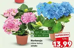 Kaufland Hortensja różne kolory sztuka oferta
