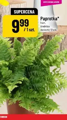 Polomarket Paprotka średnica doniczki 12 cm oferta