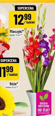 Polomarket Mieczyki oferta